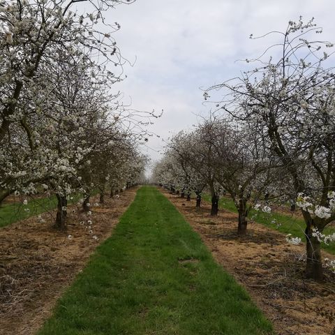 Zoektocht Fruitstreek: Borgloon-Herten-Piringen