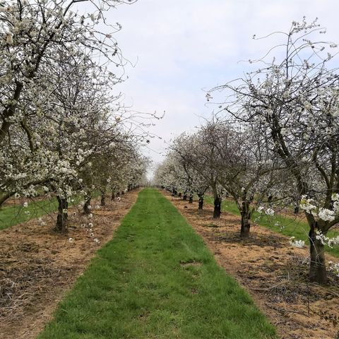 Zoektocht Fruitstreek: Borgloon (ingekorte zoektocht)