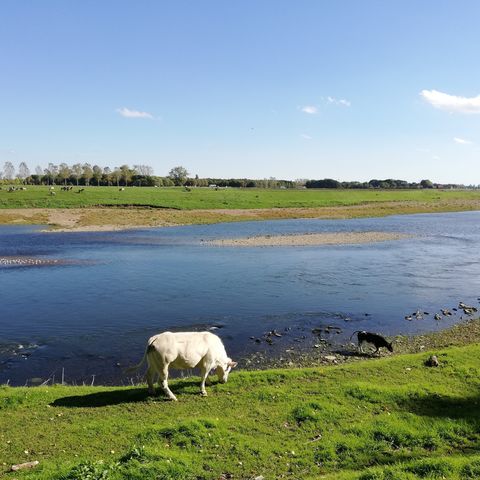 Zoektocht Maasland: Meeswijk-Maaseik (ingekorte zoektocht)