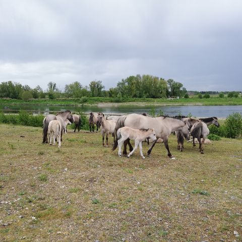 Zoektocht Maasland : Lanaken-Rekem-Maasmechelen